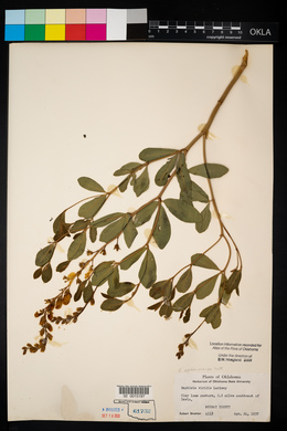 Baptisia sphaerocarpa image