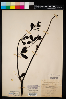 Baptisia alba var. macrophylla image