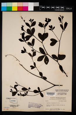 Baptisia alba image