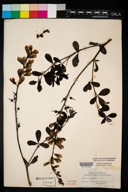 Baptisia alba var. macrophylla image