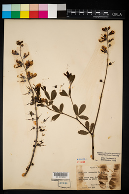 Baptisia alba var. macrophylla image