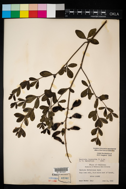 Baptisia alba image