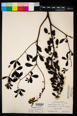 Baptisia alba var. macrophylla image
