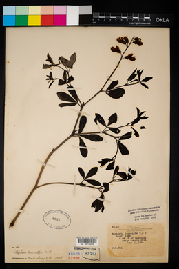 Baptisia alba image