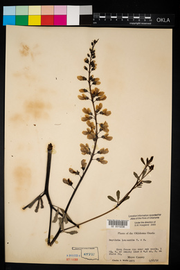 Baptisia alba var. macrophylla image