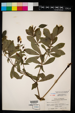 Baptisia nuttalliana image