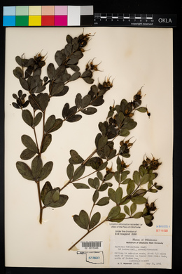Baptisia nuttalliana image