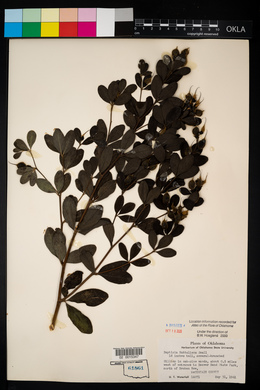 Baptisia nuttalliana image