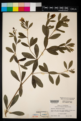 Baptisia nuttalliana image