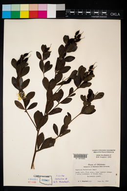 Baptisia nuttalliana image