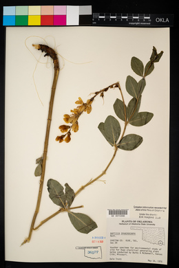 Baptisia sphaerocarpa image