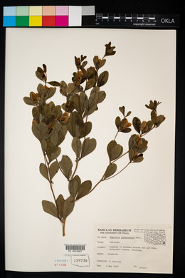 Baptisia sphaerocarpa image