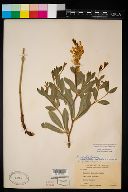 Baptisia sphaerocarpa image