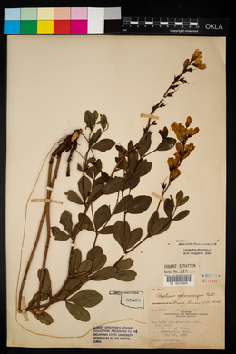 Baptisia sphaerocarpa image