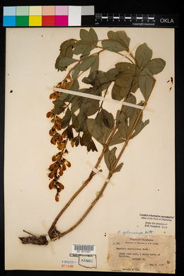 Baptisia sphaerocarpa image