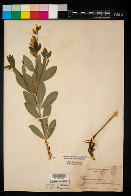 Baptisia sphaerocarpa image