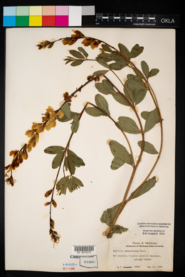 Baptisia sphaerocarpa image