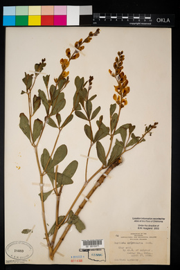 Baptisia sphaerocarpa image