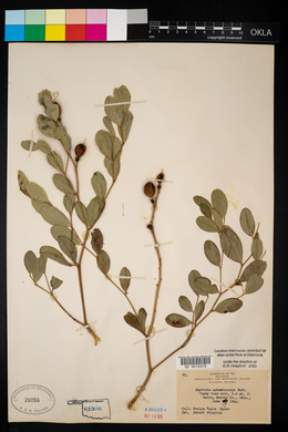 Baptisia sphaerocarpa image