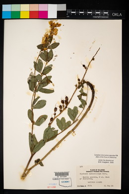 Baptisia sphaerocarpa image