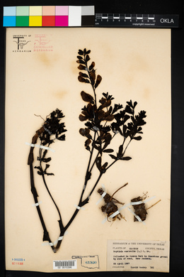 Image of Baptisia australis
