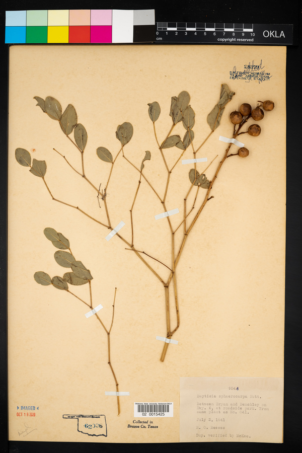 Baptisia sphaerocarpa image