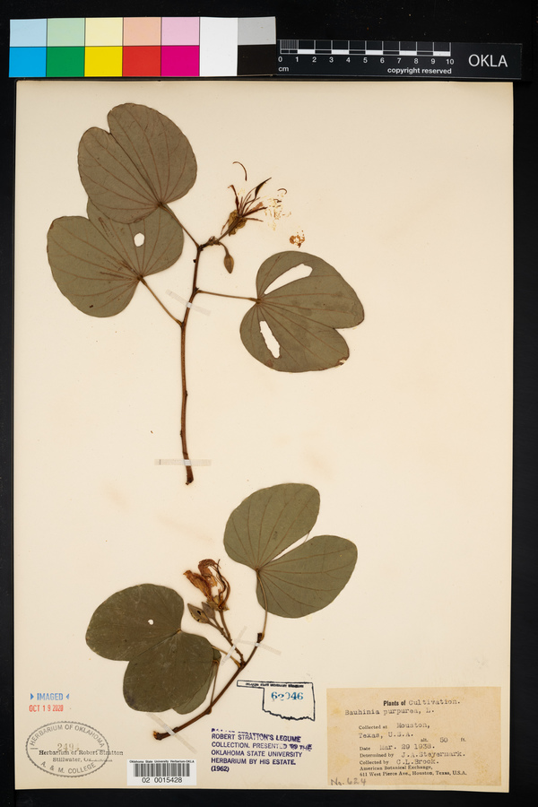 Bauhinia purpurea image