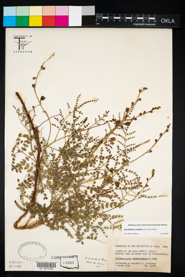 Caesalpinia caudata image