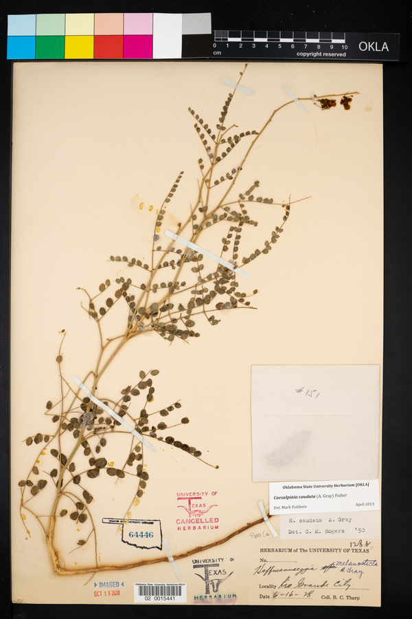 Caesalpinia caudata image