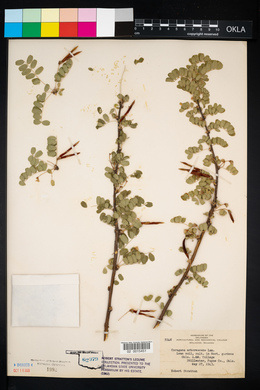 Caragana arborescens image