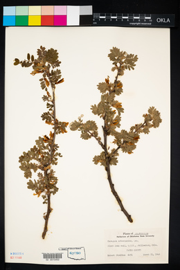 Caragana arborescens image