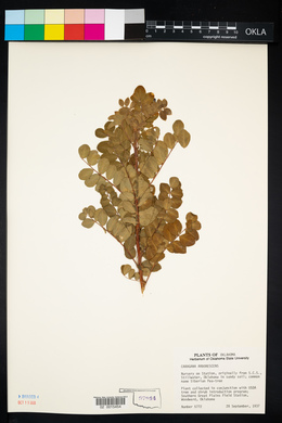 Caragana arborescens image