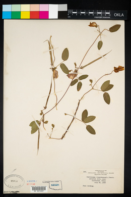 Centrosema virginianum image