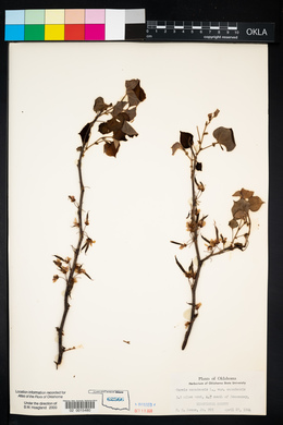 Cercis canadensis var. canadensis image