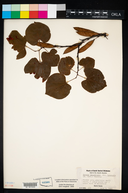 Cercis canadensis var. texensis image