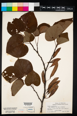 Cercis canadensis var. texensis image