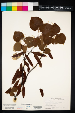 Cercis canadensis var. texensis image