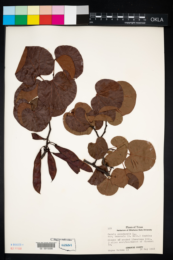 Cercis canadensis image