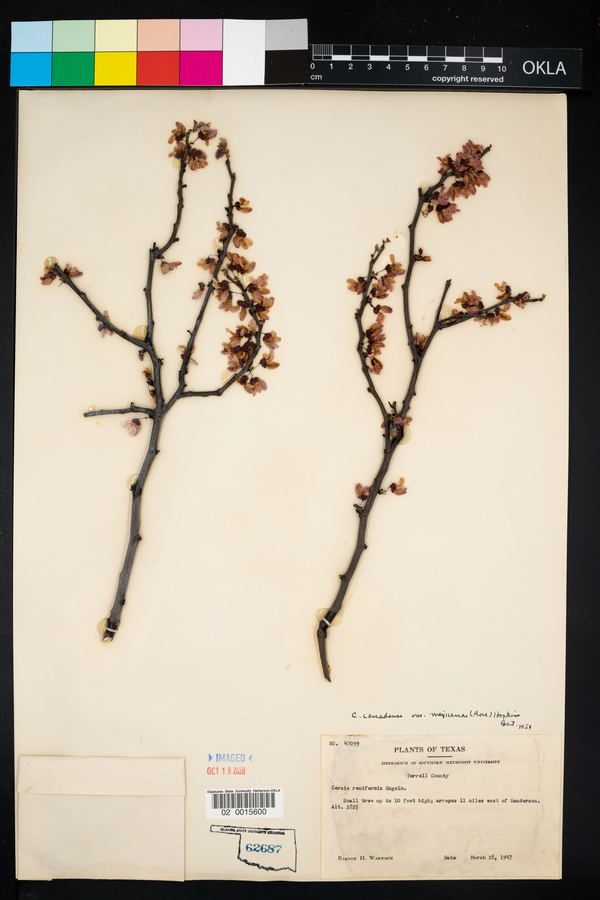 Cercis canadensis var. mexicana image