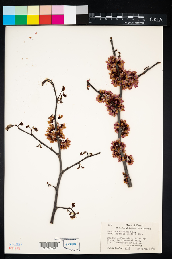 Cercis canadensis var. texensis image