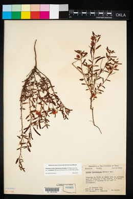 Chamaecrista chamaecristoides var. cruziana image