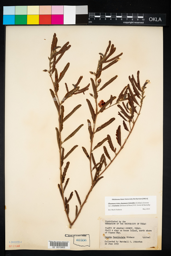 Chamaecrista chamaecristoides image