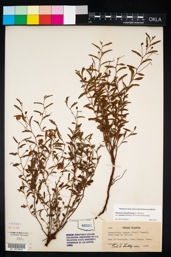 Chamaecrista flexuosa var. texana image