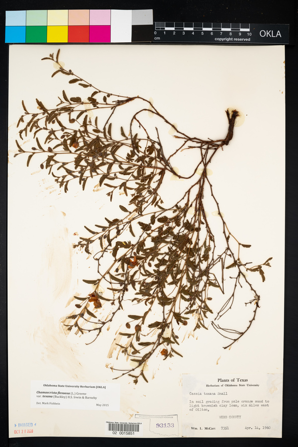 Chamaecrista flexuosa var. texana image