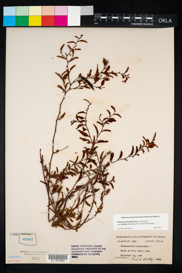 Chamaecrista flexuosa image