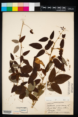 Clitoria mariana image