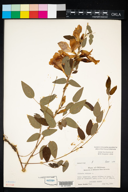 Clitoria mariana image