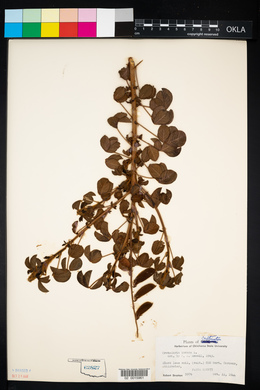 Crotalaria incana image