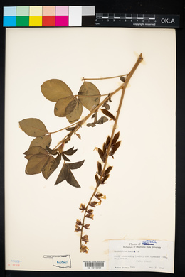 Crotalaria incana image