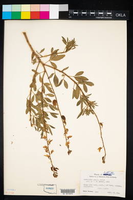 Crotalaria pumila image